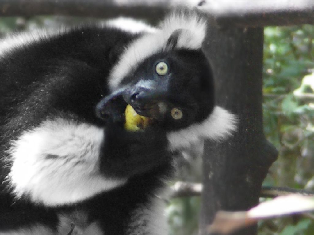 madagaskar monkey